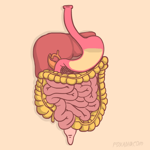 Microbiotegif microbiote