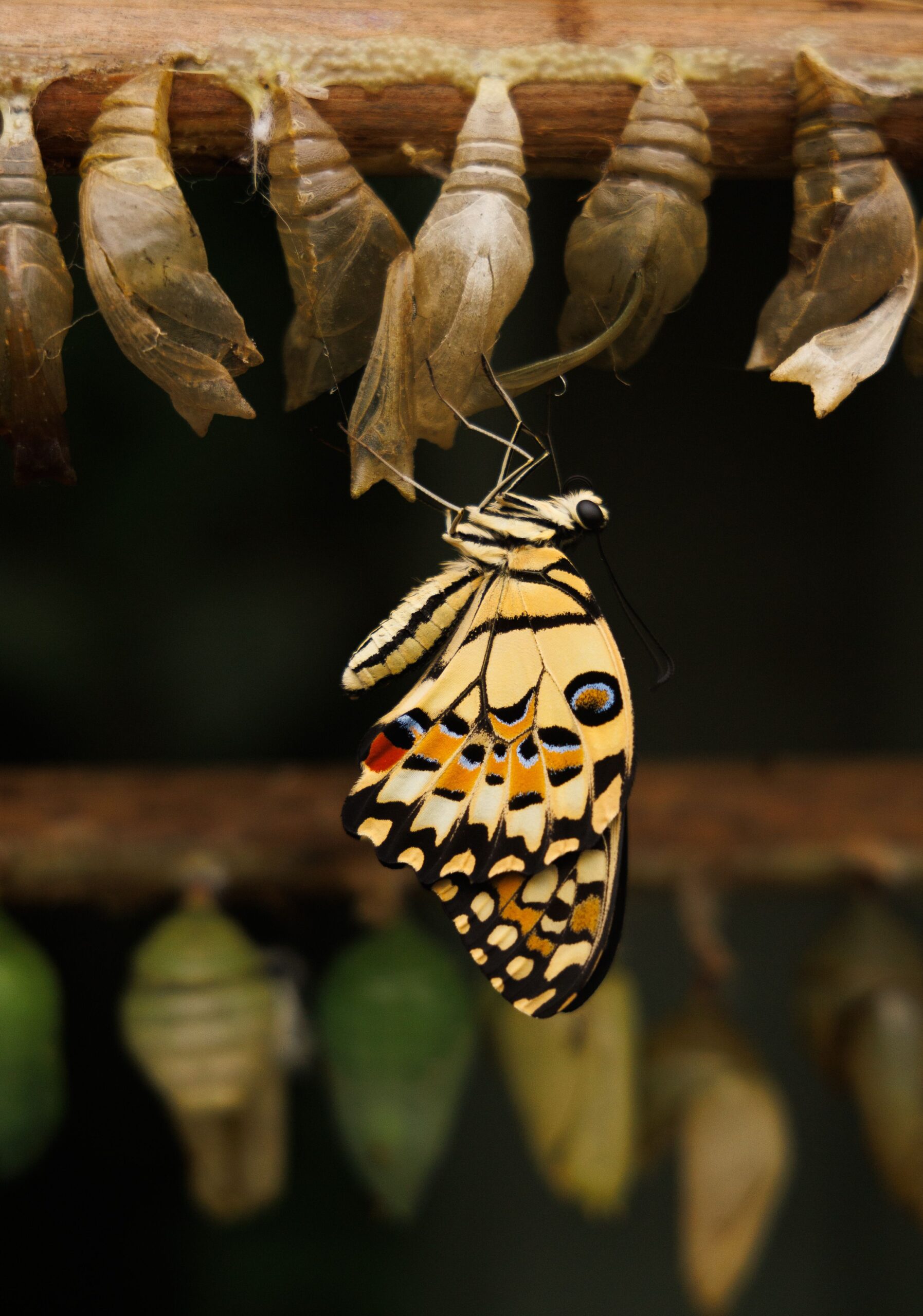 papillon nouvelle vie renaissance